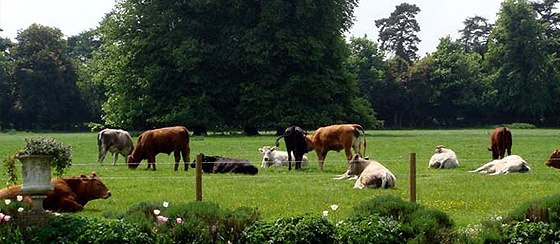Cattle seen from the garden
