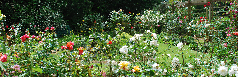 The Rose Garden